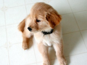 Votre chiot sera malheureux de votre absence, mais grâce à la garde d'animaux, il se sentira moins seul.