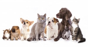 Fée Vibrisse spécialiste animaux de compagnie