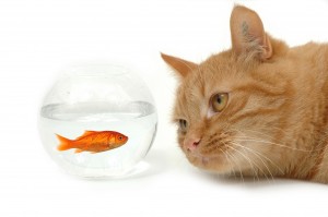 Garde de chat