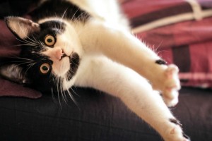 La présence d'un professionnel de la garde d'animaux empêchera votre chat de faire des bêtises.