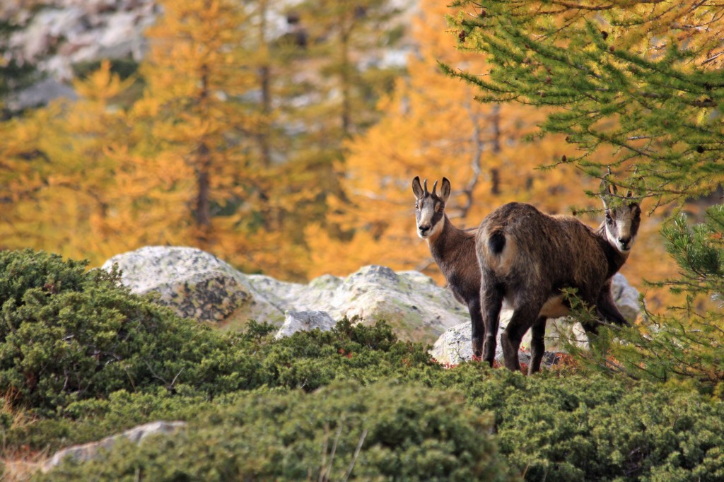 Chamois dans le parc du Mercantour