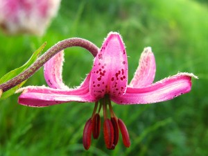 lys martagon