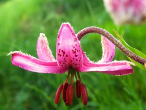lys martagon