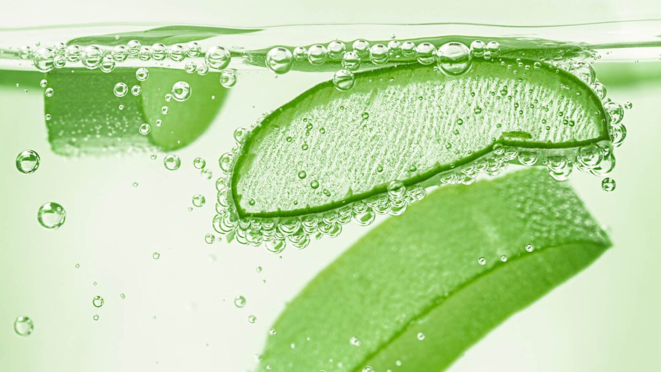 aloe vera