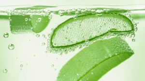 aloe vera